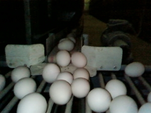 Otomatik yumurta toplama sistemleri